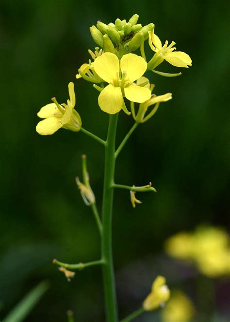 Brassica juncea - Alchetron, The Free Social Encyclopedia