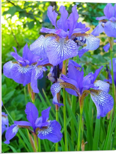 WallClassics PVC Schuimplaat Siberische Iris Bloem In Het Paars