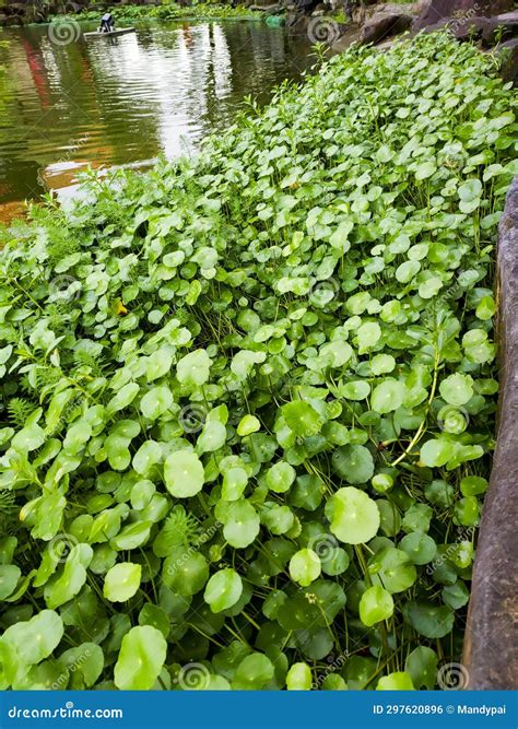 Green Aquatic Plants Growing Along the Pond. Stock Photo - Image of ...