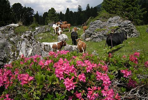 Estate Residence Haflingerhof Appartamenti Colfosco Alta Badia