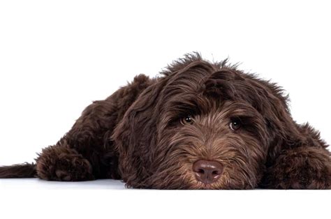 The Ultimate Guide To Straight Hair Labradoodles