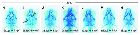 Exposure to acetaminophen, but not a non-hepatoxic analog, disrupts the... | Download Scientific ...