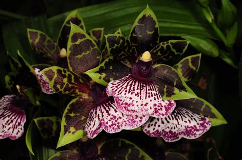 Zygopetalum Hybrid Grown By Orchideen Holm Nurelias Flickr