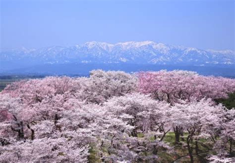 Sakura Corridor in Okitama - Japan Cherry Blossom Guide | japanese ...