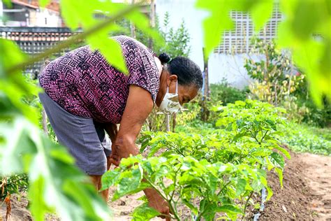 Prefeitura Disponibiliza Espa Os P Blicos Para Plantio E Cultivo De