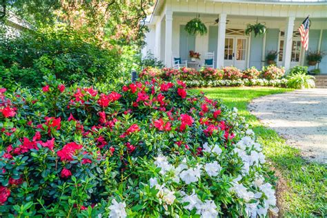 Azaleas in Action: View Our Landscape Gallery | Encore Azalea