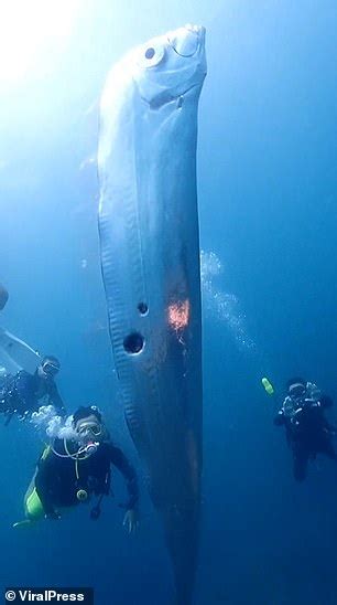 Scuba Divers Film Ominous Encounter With Giant Oarfish Which Are