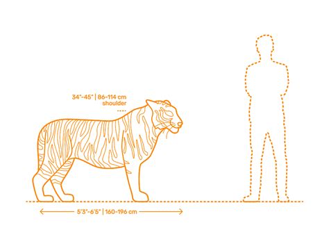 Bengal Tiger Dimensions & Drawings | Dimensions.com