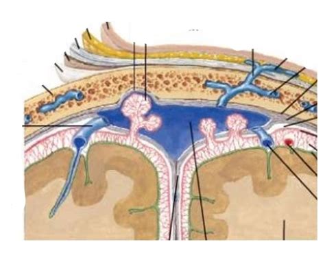 Scalp Features V2 Quiz