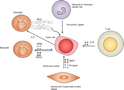 Frontiers Dysregulation Of Cell Survival In Diffuse Large B Cell