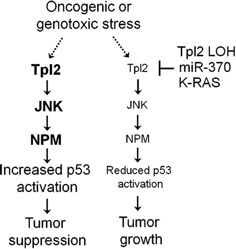 Proposed Model Of The Tumor Suppressive Effects Of TPL2 In The Lung On