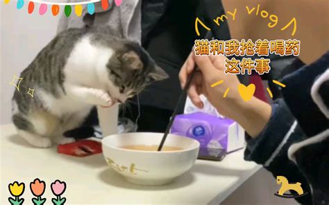 关于我阳了后，猫和我抢着喝药这件事 哔哩哔哩