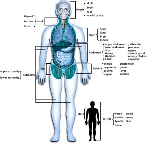 Human Body: Anatomy, facts and functions – Knowledg Glow