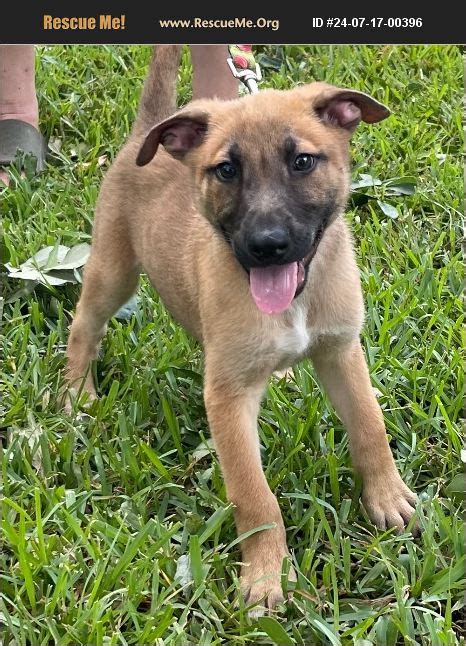 Adopt Belgian Malinois Rescue Houston Tx