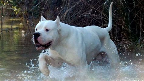 Genética Y Origen Del Dogo Argentino ¿cómo Surgió La Raza