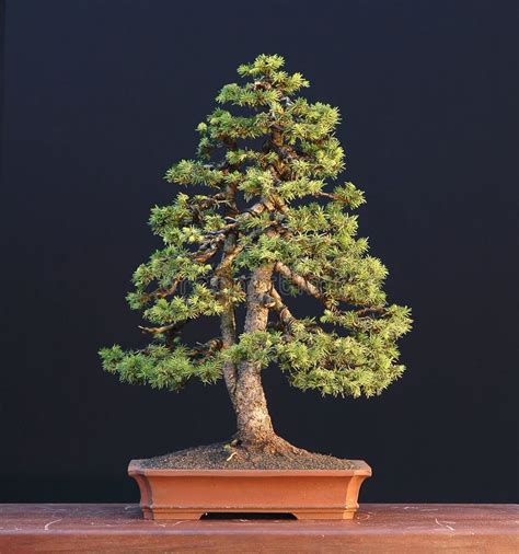 Alberta Dwarf Spruce Bonsai