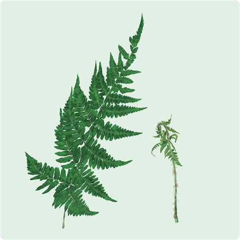 KOREAN MOUNTAIN FERN – Cedar House Ferns