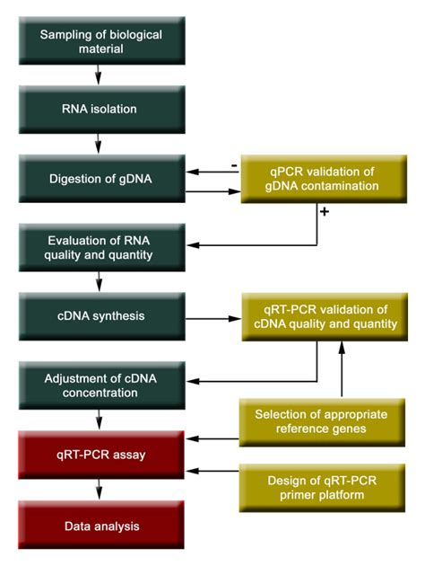 Flow Chart Of An Optimised Protocol For Qrt Pcr In Large Scale