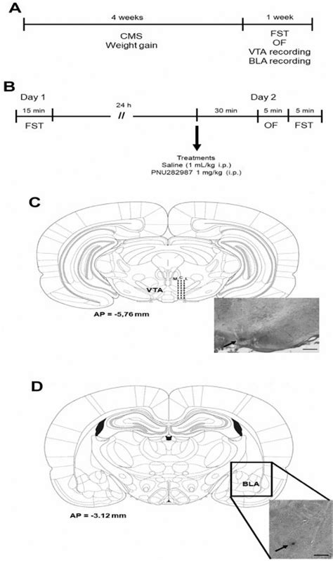 Figure 1 from α7 nicotinic receptor full agonist reverse basolateral