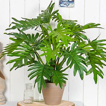 Купить семена филодендрона с доставкой почтой в Минске, Беларуси ...