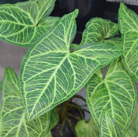 Growing Syngonium Batik Everything You Need To Know