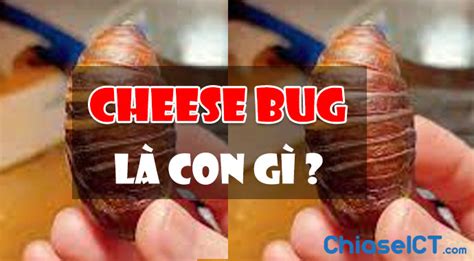 Cheese Bug là con gì? Cách nó được tạo ra như thế nào?