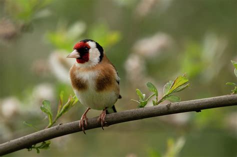 Goldfinch Photograph By Amy Marlin Pixels