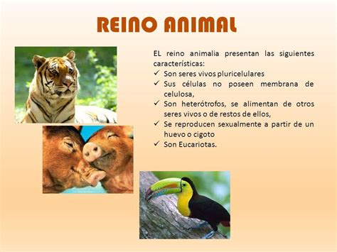 Las Principales Características Del Reino Animal ¡resumen Corto