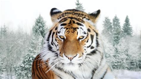 Amur Tiger (siberian Tiger) HD desktop wallpaper : Widescreen : High ...