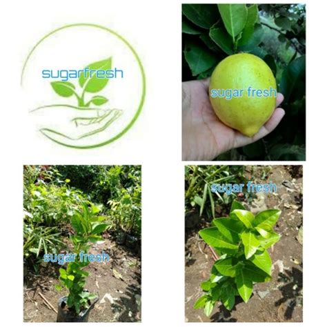 Jual Bibit Jeruk Lemon Tea Pohon Jeruk Lemon Tea Siap Tanam Kota