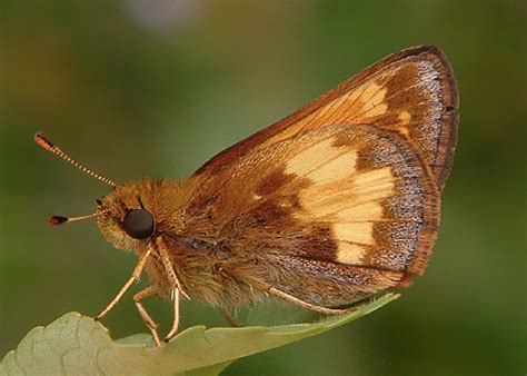 Hobomok Skipper Alabama Butterfly Atlas