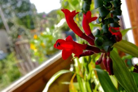 10 Bold Red Flowering Vines (Plus Growing Tips) - Garden Lovers Club