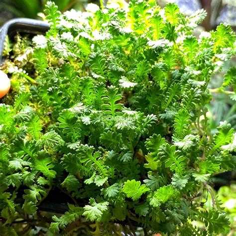 Селагинелла (Selaginella Uncinata) купить по выгодной цене в интернет ...