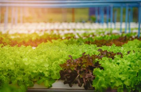 Green Hydroponic Organic Salad Vegetable In Farm Thailand Selective