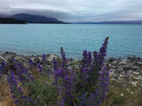 Lake Pukaki, New Zealand: How To Reach, Best Time & Tips