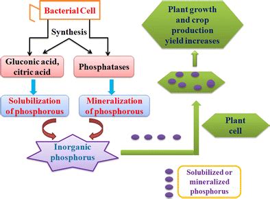 Inorganic Phosphorus Solubilization By Phosphate Solubilizing