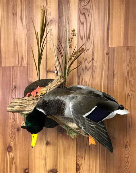 Mallard Duck Taxidermy Stehlings Taxidermy