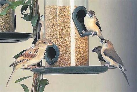 Bird feeders installed - The Tribune