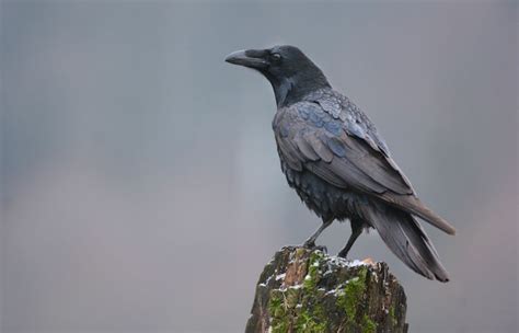 Crow Spirit Animal | Meaning & Symbolism