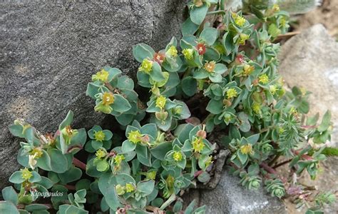 αγριολούλουδα του Ολύμπου Euphorbia Herniariifolia