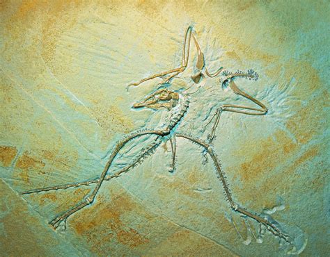 Archaeopteryx Fossil Photograph by Millard H Sharp - Pixels