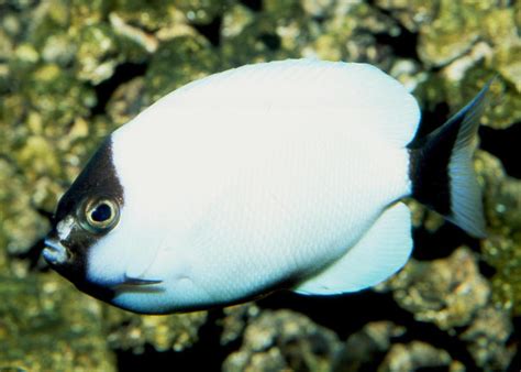 Masked Angelfish Information and Picture | Sea Animals