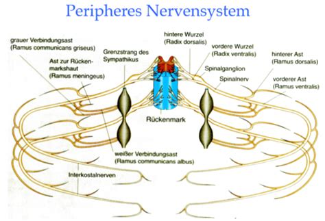 Biopsy Bausteine Des Nervensystems Flashcards Quizlet