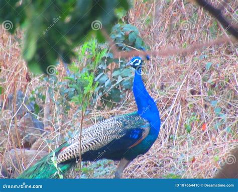 Hermosos Colores De Pavo Real Foto de archivo - Imagen de hermoso, aves: 187664410