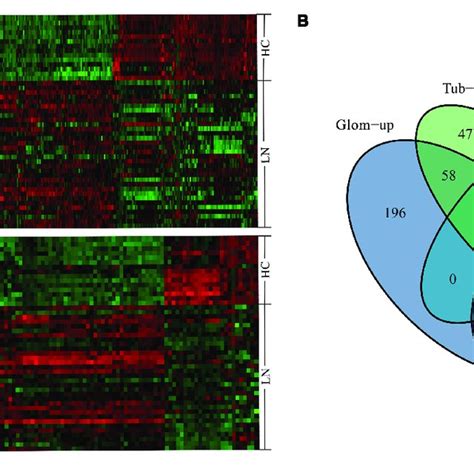 The Hierarchical Clustering Heat Maps And Venn Diagrams A The Heat Download Scientific