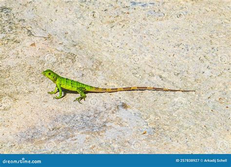 Caribbean Green Lizard On The Ground Playa Del Carmen Mexico Stock