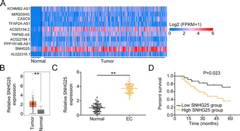 Increased SNHG25 Level Was Confirmed In EC A The Top 10 Overexpressed