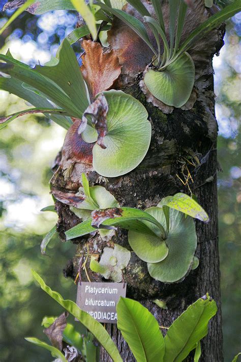 Staghorn Fern