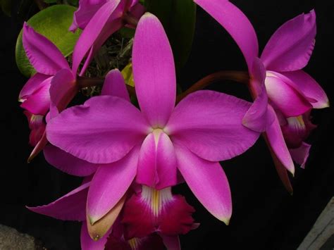 Cattleya Percivaliana Orquídeas Del Mundo