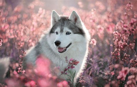 Cute Baby Husky Wallpapers - Top Free Cute Baby Husky Backgrounds ...